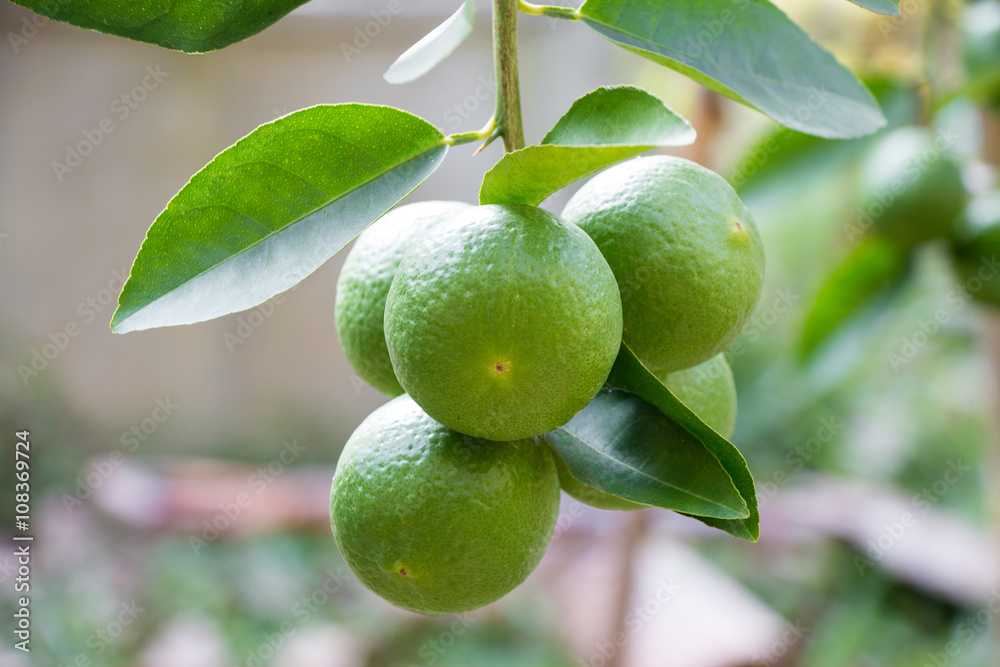 Limes hanging from the branches