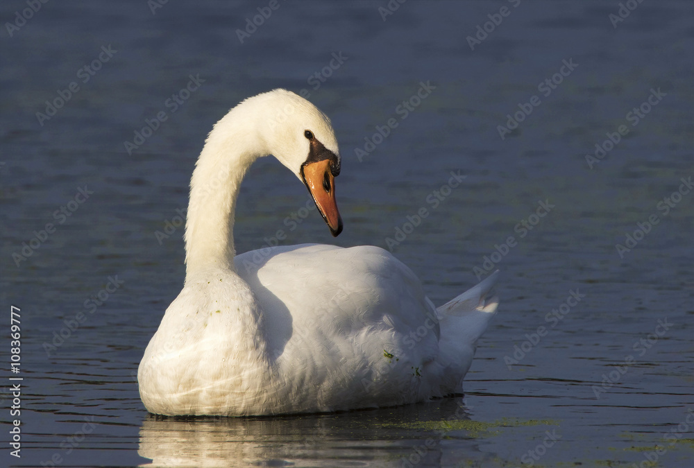 Mute Swan (Cygnus olor) gracefully floating in a clear blue lake. Mute Swan (Cygnus olor) gracefully floating in a clear blue lake.