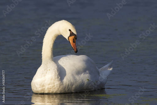 Mute Swan (Cygnus olor) gracefully floating in a clear blue lake.
