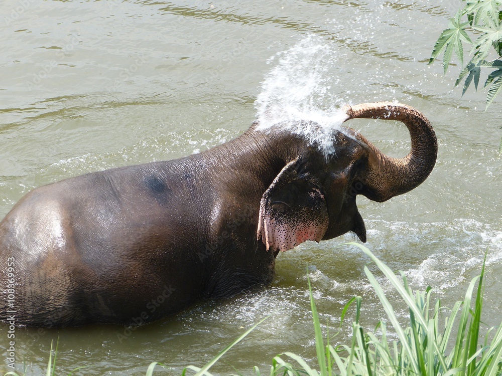 Fototapeta premium Elephant bathing in Thailand
