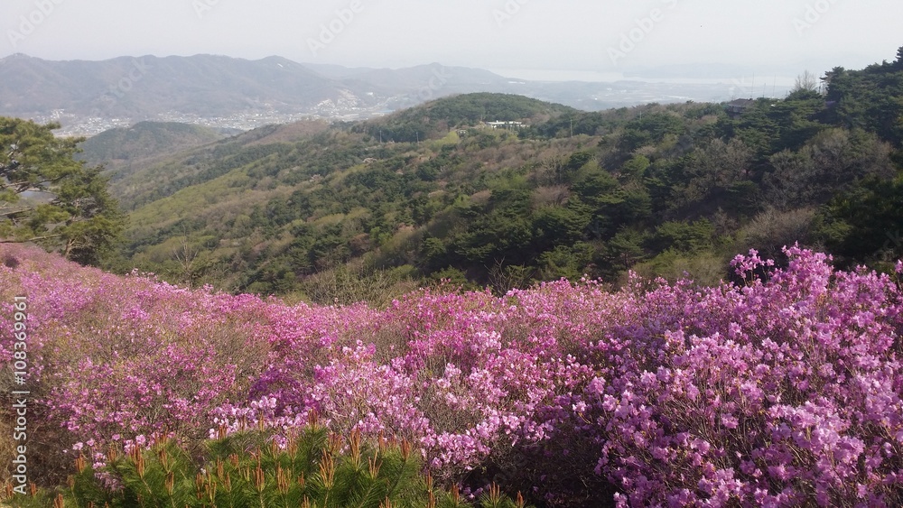 Goryeo mountain in spring