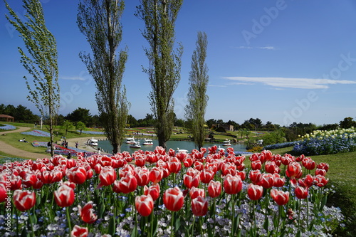 Fototapeta Naklejka Na Ścianę i Meble -  明石海峡公園　チューリップ