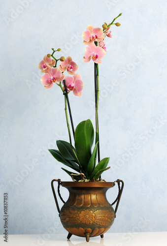 Fototapeta Naklejka Na Ścianę i Meble -  pot with pink orchid