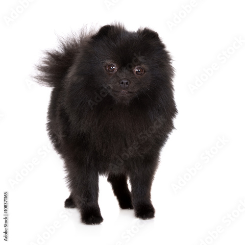 Fotografía black pomeranian spitz dog standing on white