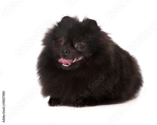 black pomeranian spitz dog posing on white