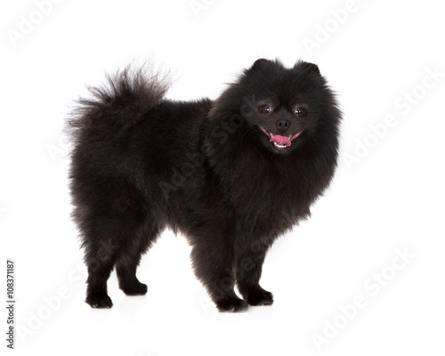 Cuadro en lienzo black pomeranian spitz dog standing on white
