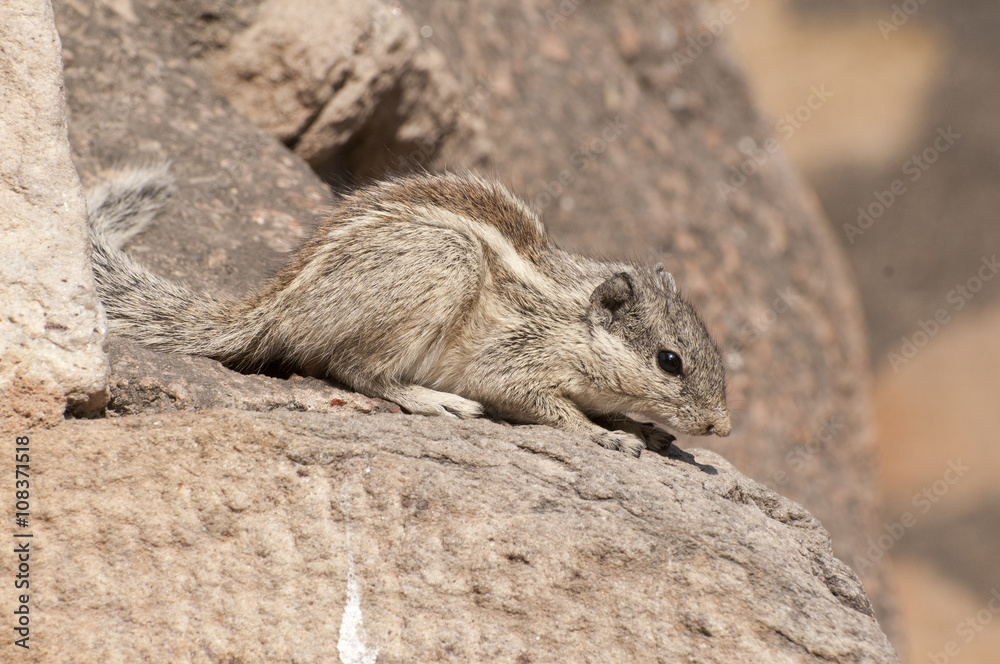Indian palm squirrel