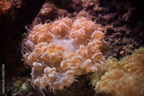 Bubble coral (Plerogyra sinuosa). photo