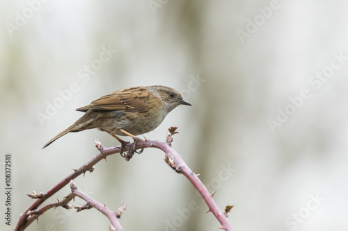 Dunnock singing bird photo