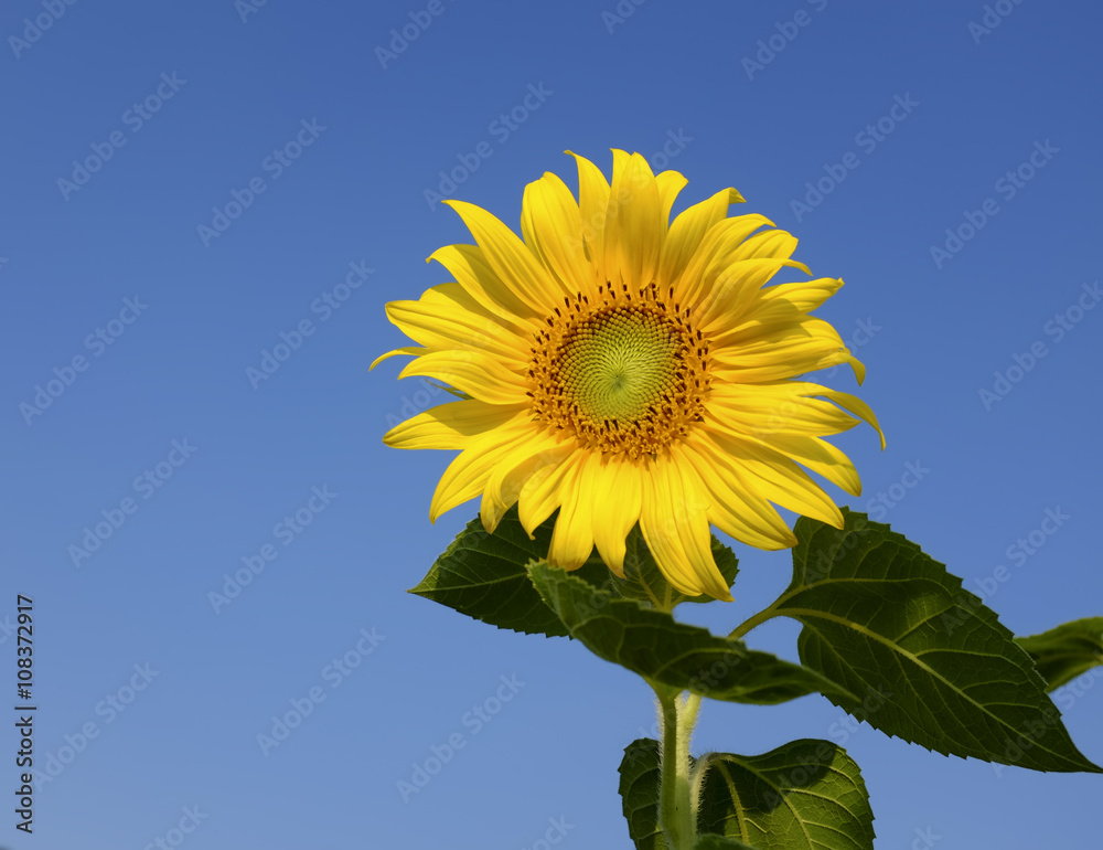 sunflower with blue sky and beautiful sun sunflower with blue sky and beautiful sun