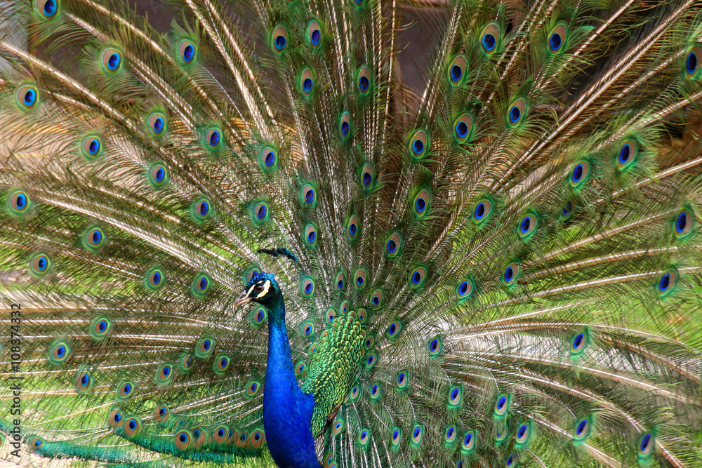 Naklejka premium Peacock with Beautiful Feathers / Male Peacocok