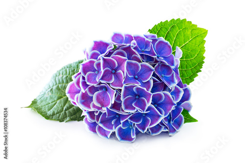 Purple flower hydrangea on a white background.