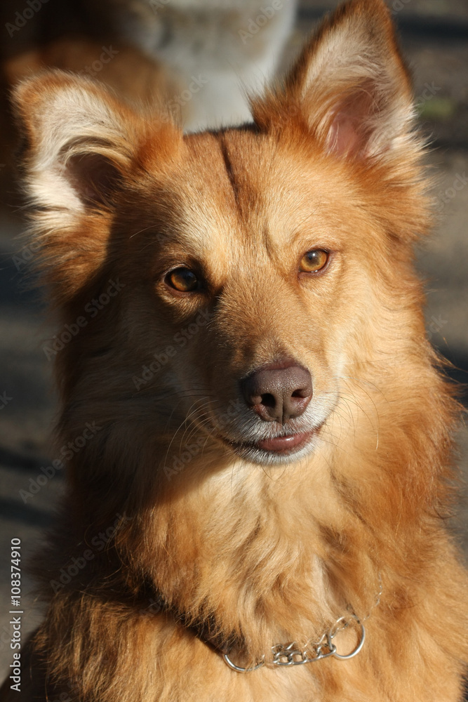 Portrait of redheaded mongrel dog Portrait of redheaded mongrel dog