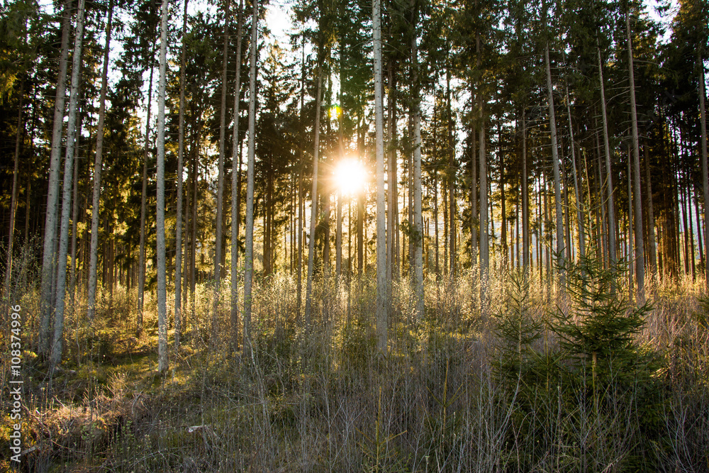Obraz premium Abendsonne bricht durch den Wald