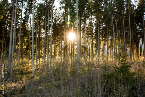 Abendsonne bricht durch den Wald