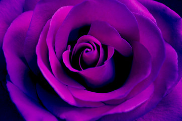 bright purple rose close up