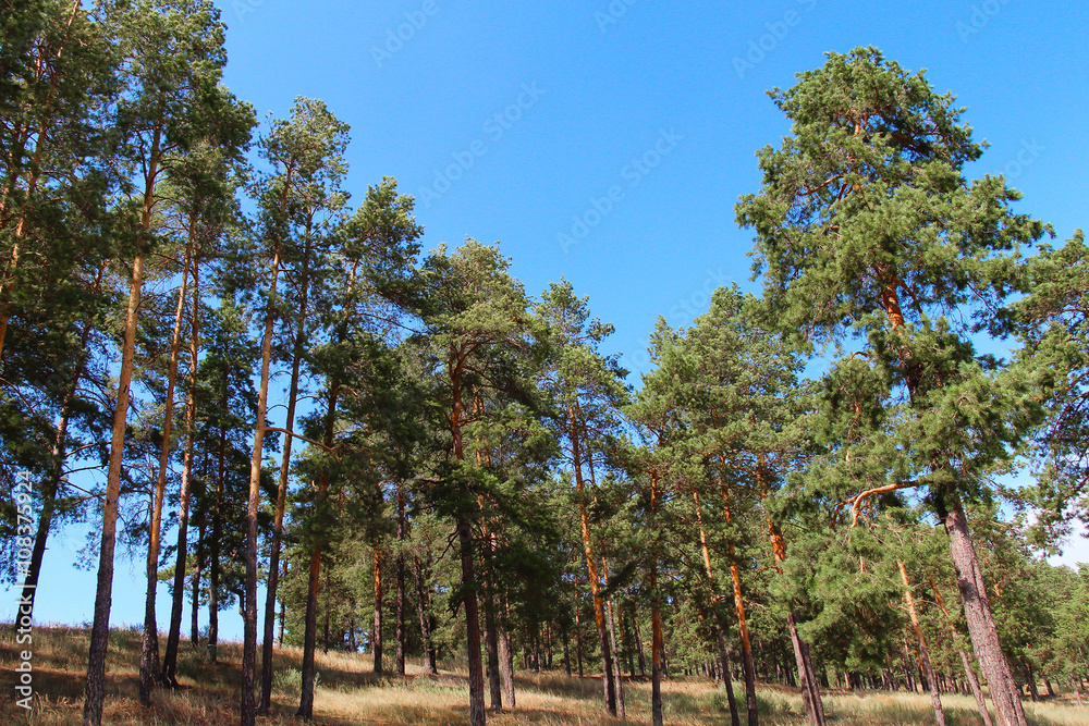 Fototapeta premium Forest landscape with pine trees