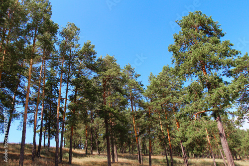 Forest landscape with pine trees