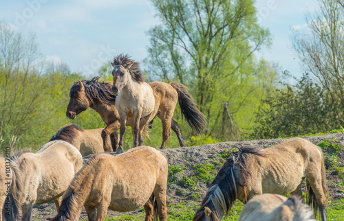 Feral horses in nature in spring