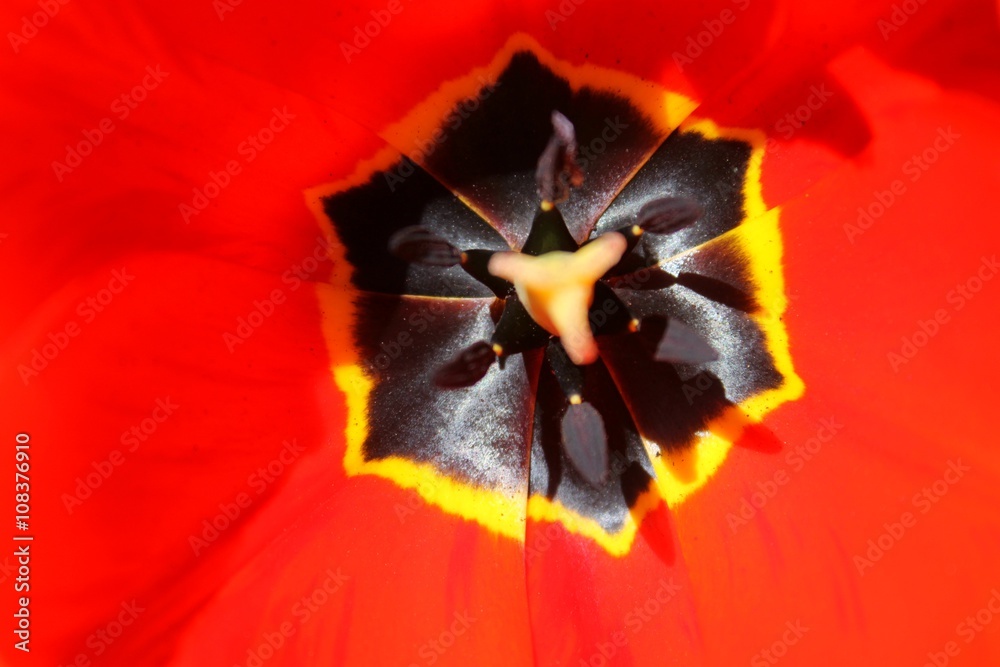 Detailed macro view inside tulip Detailed macro view inside tulip