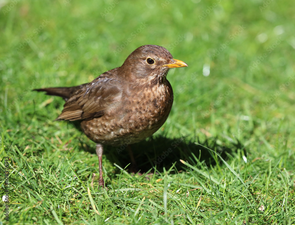 Close up of a female Blackbird in Spring Close up of a female Blackbird in Spring