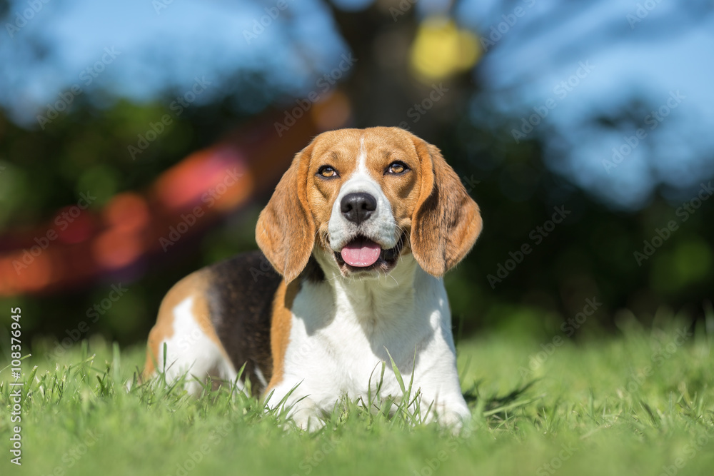 Beagle dog portrait in garden
