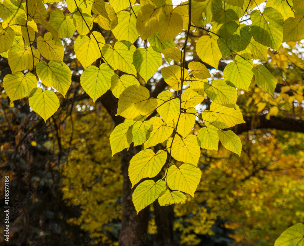 Obraz premium linden branch with leaves