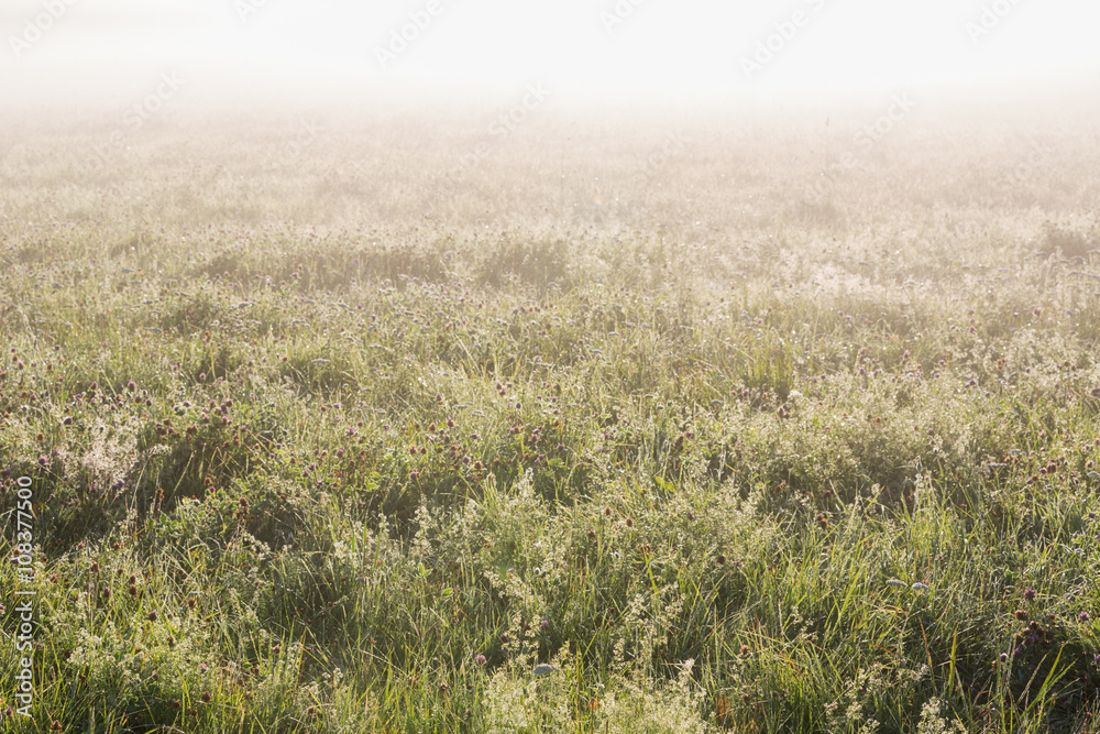 Obraz premium Meadow in mist on a summer morning.