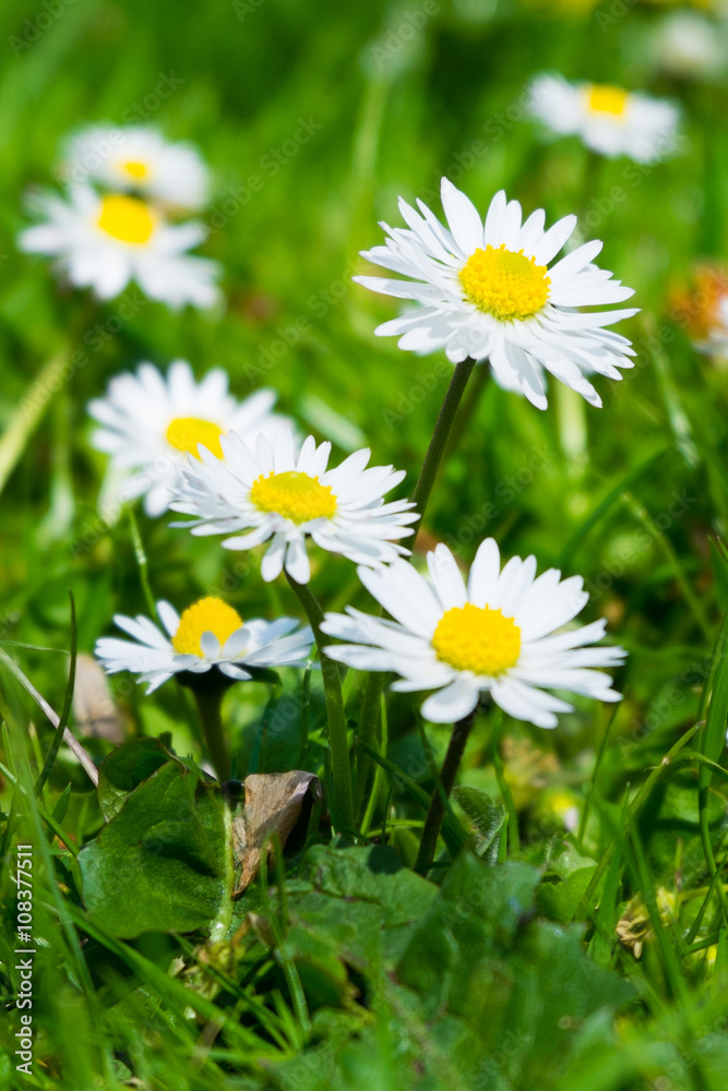 Fototapeta premium Little daisy flower on the green garden
