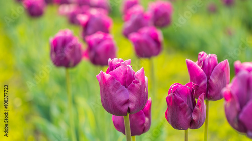 Colorful tulips close up. Beautiful tulips in the spring. Variety of spring flowers blooming on fields.