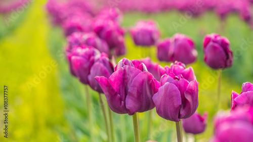 Colorful tulips close up. Beautiful tulips in the spring. Variety of spring flowers blooming on fields.