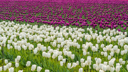 Rows of bright tulips in a field. Beautiful tulips in the spring. Variety of spring flowers blooming on fields.