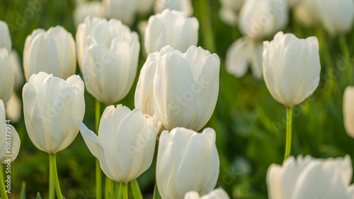 Beautiful tulips in the spring. Variety of spring flowers blooming on fields. Bright colors of natural flowers. 