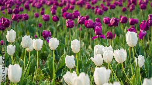 Beautiful tulips in the spring. Variety of spring flowers blooming on fields. Bright colors of natural flowers. Multi-colored field of tulips.