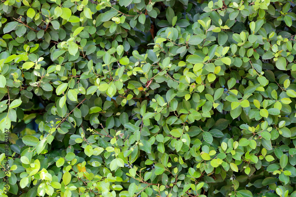 Green tree in a tropical garden. Green tree in a tropical garden.
