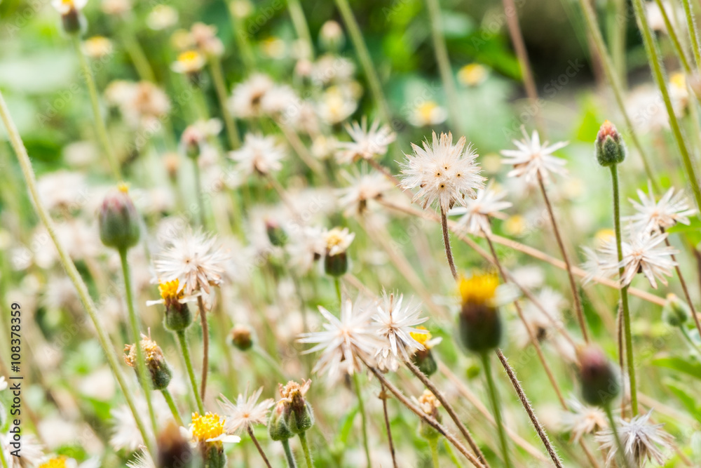 Grass field with little grass flower Grass field with little grass flower