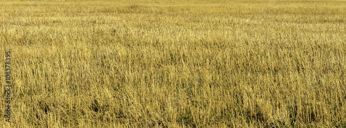 Dry yellow grass