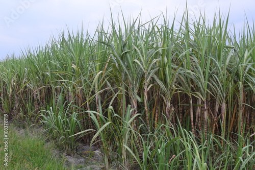 sugar cane field in Vietnam