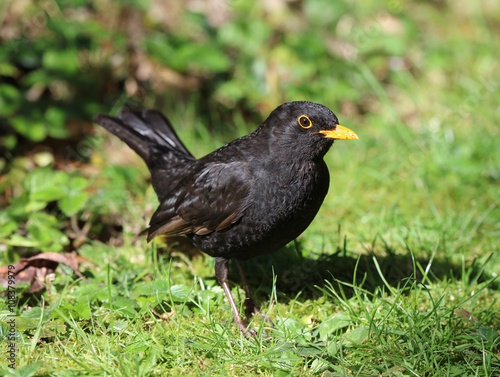 Close up of a male Blackbird in Spring