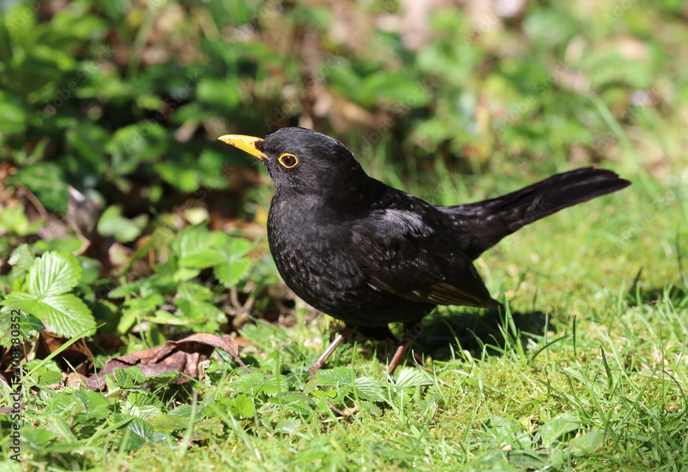 Close up of a male Blackbird in Spring Close up of a male Blackbird in Spring
