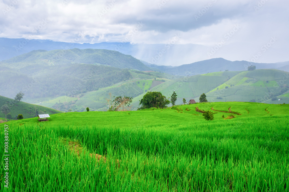 Green Rice fields on terraced Chiangmai ,Thailand