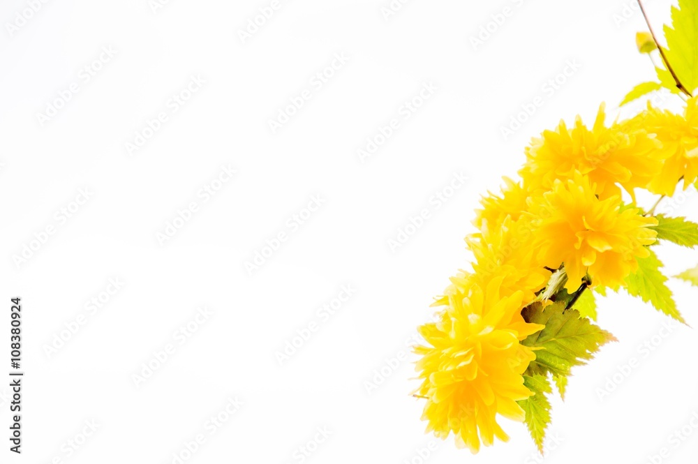 Gartenblume in voller Blüte