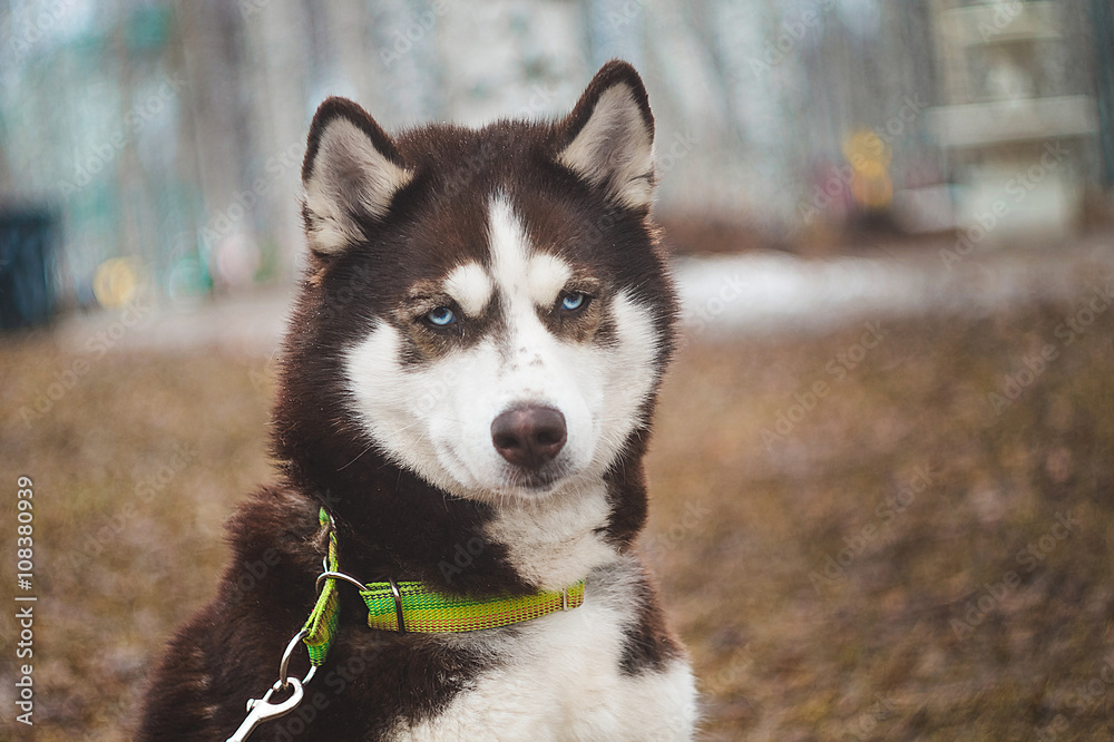 Obraz premium Husky