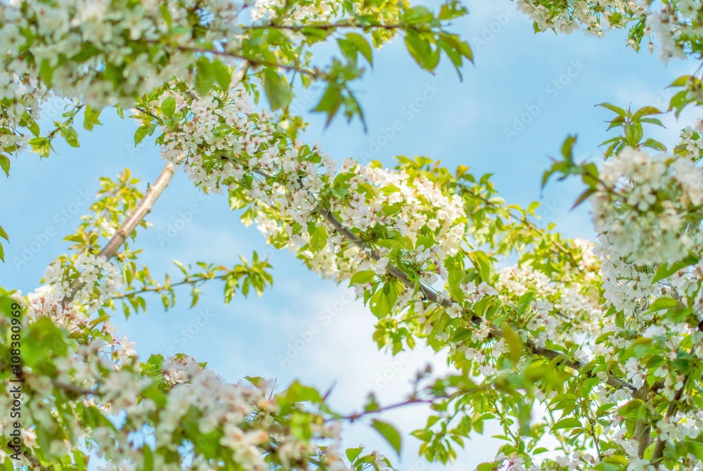 Blütenmeer im Frühling