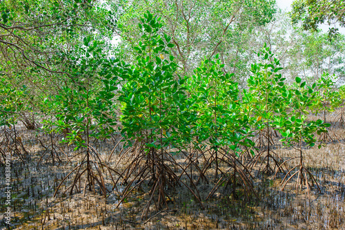 mangrove forest when sea water run down in Thailand
