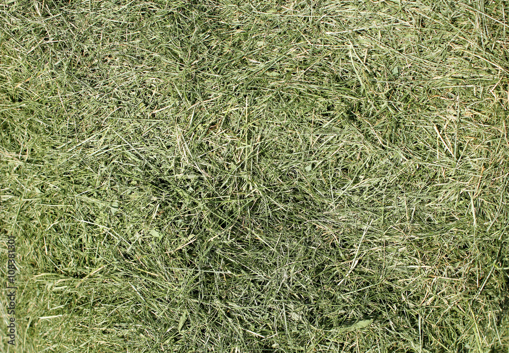 The mowed grass of a city lawn The mowed grass of a city lawn