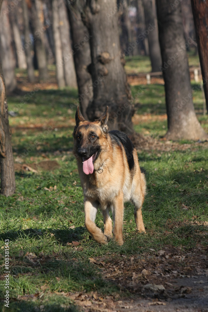 Beautiful German Shepherd walking in the forest Beautiful German Shepherd walking in the forest