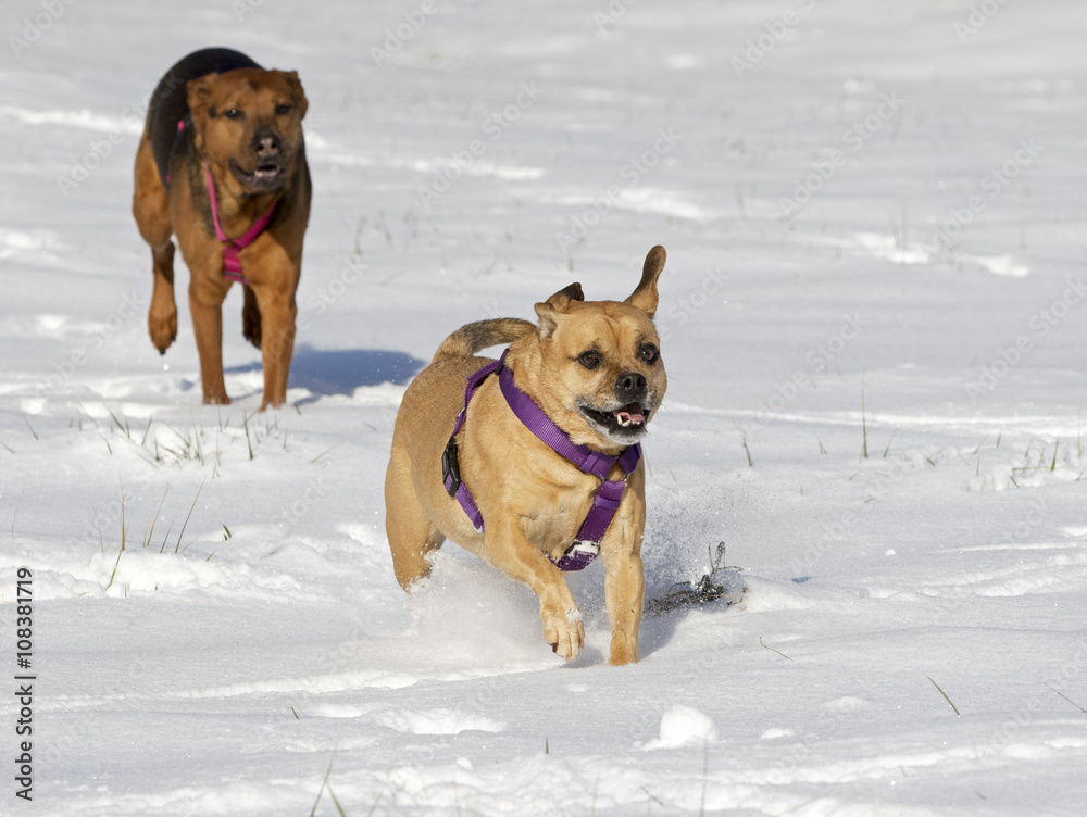 Mixed breed dogs playing in the snow