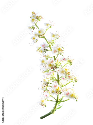 Horse-chestnut (Aesculus hippocastanum, Conker tree) flowers and leaf isolated on white background, clipping path