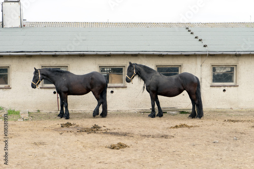 black Horses / black Horses in a paddock